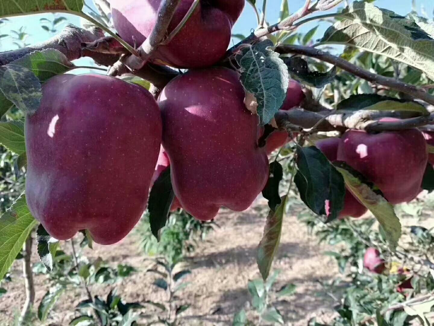 天水花牛苹果,又名蛇果,自家种植,比超市便宜,比市场