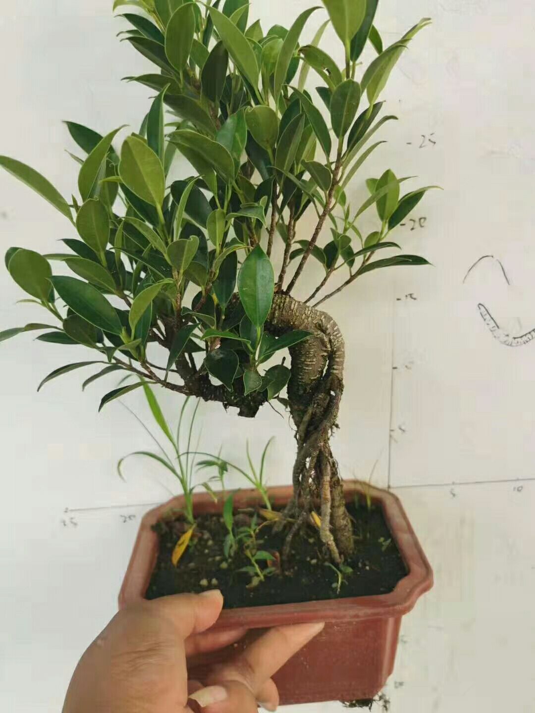 [人参榕树盆景批发]人参榕树盆景 文人榕树盆景