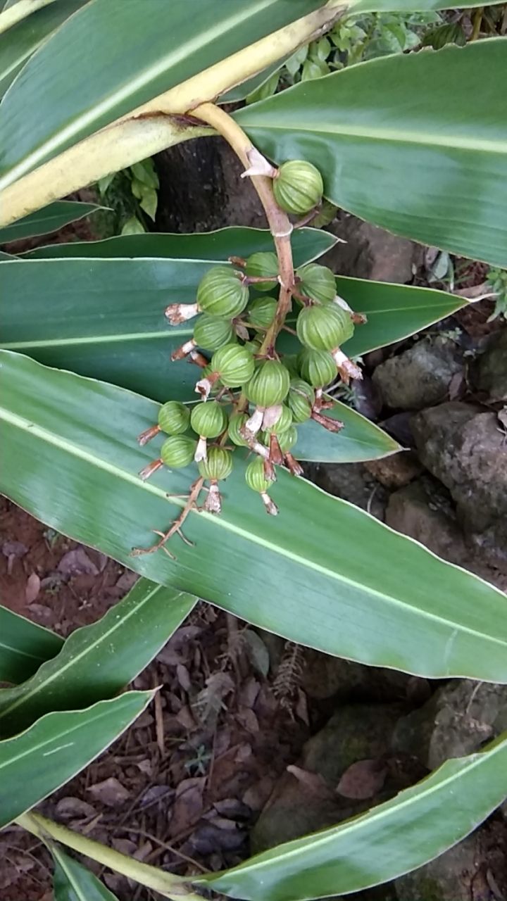 供应大厅  中药材  砂仁
