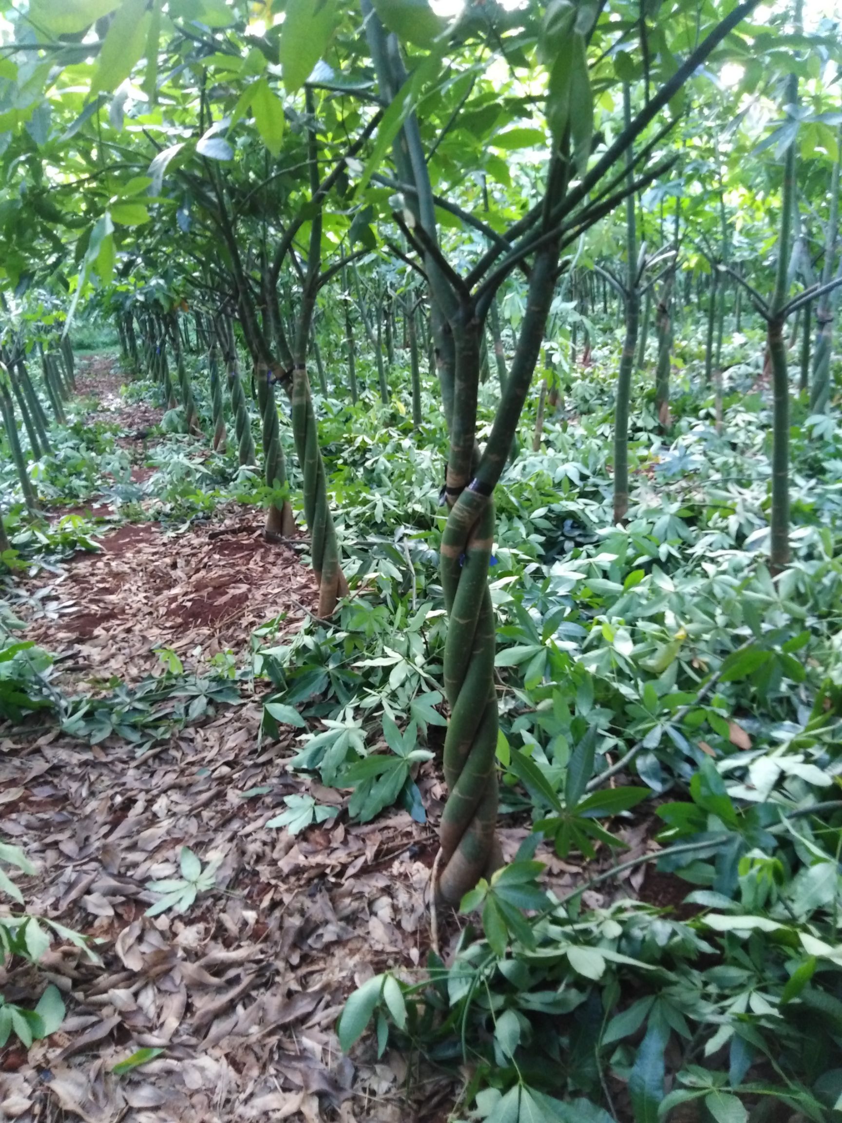 三杆发财树