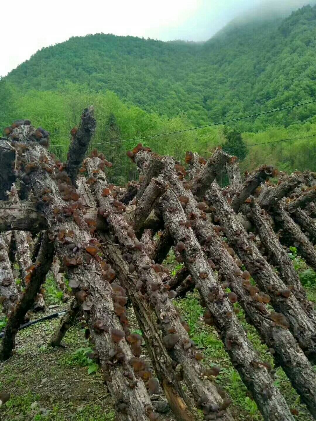 野生椴木木耳,天然阳光雨水自然生长,没有农药等化工污染