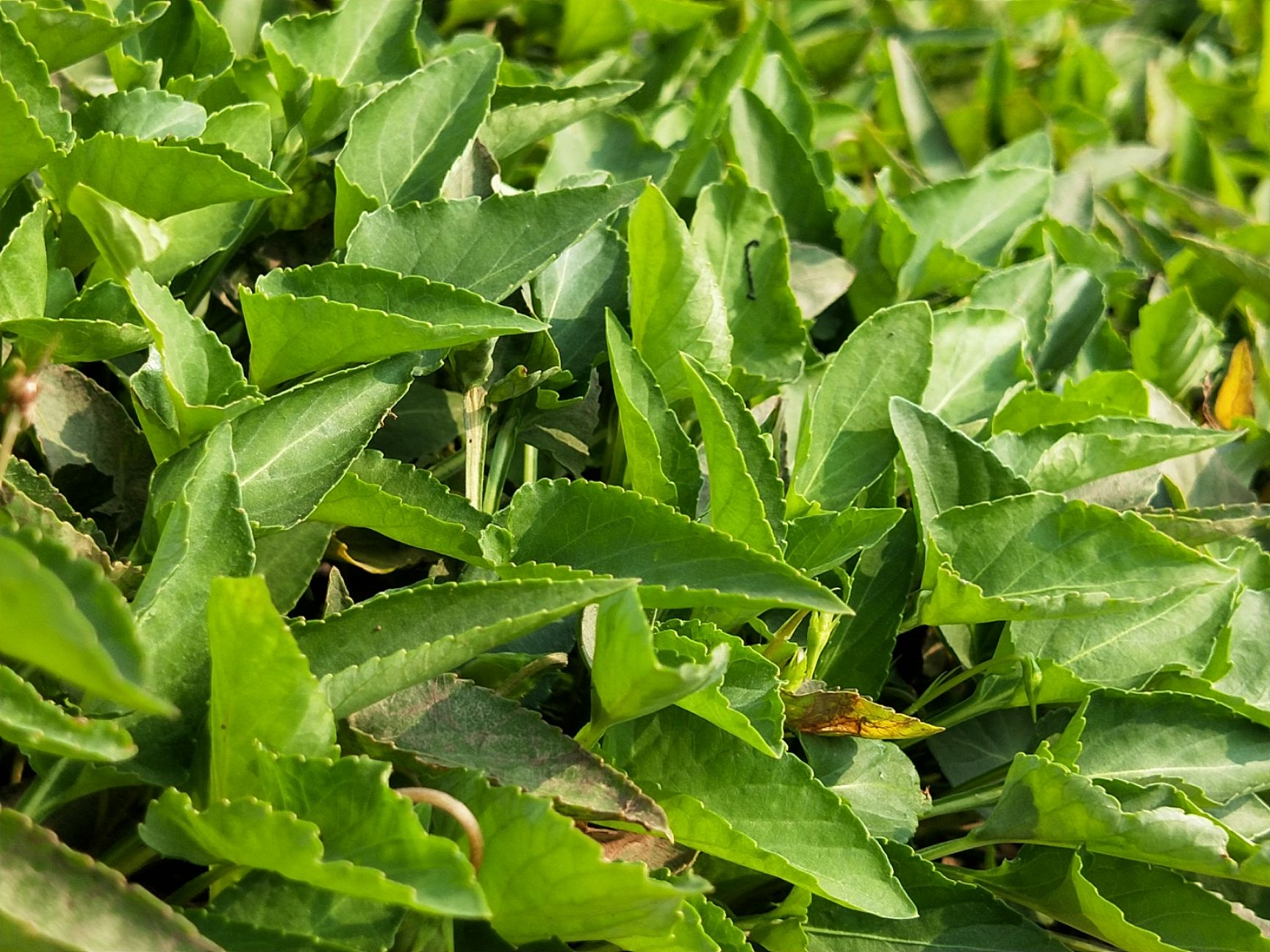 紫花地丁苗