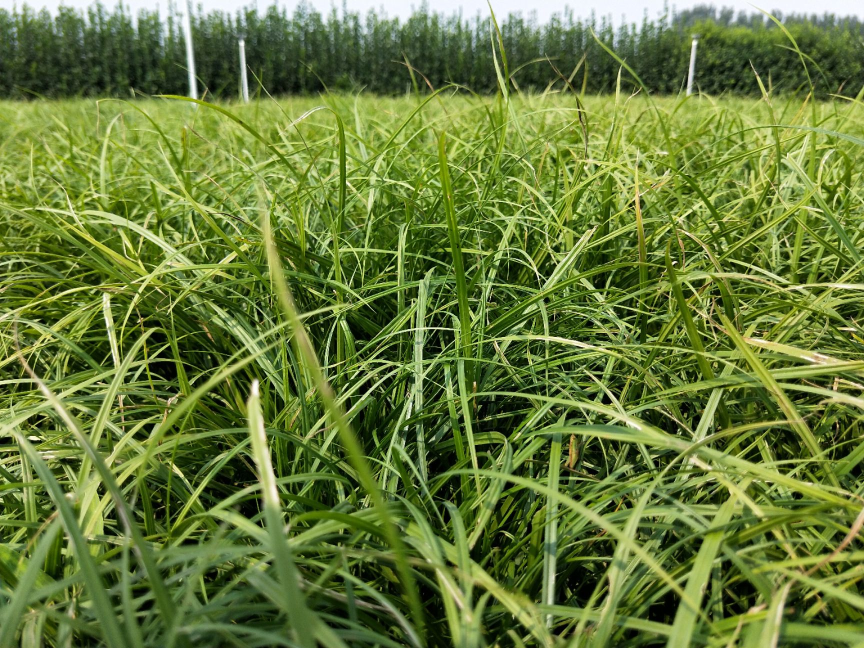 崂峪苔草 苔草 青绿苔草 地被 绿化 多芽 过路青 四季青