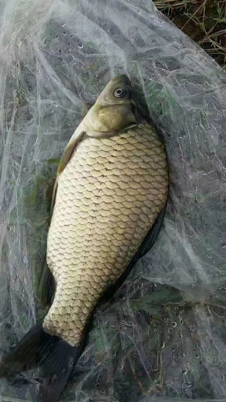 [黄金鲫鱼苗批发] 淡水鱼苗 鲫鱼苗 湘云鲫 工程鲫0.