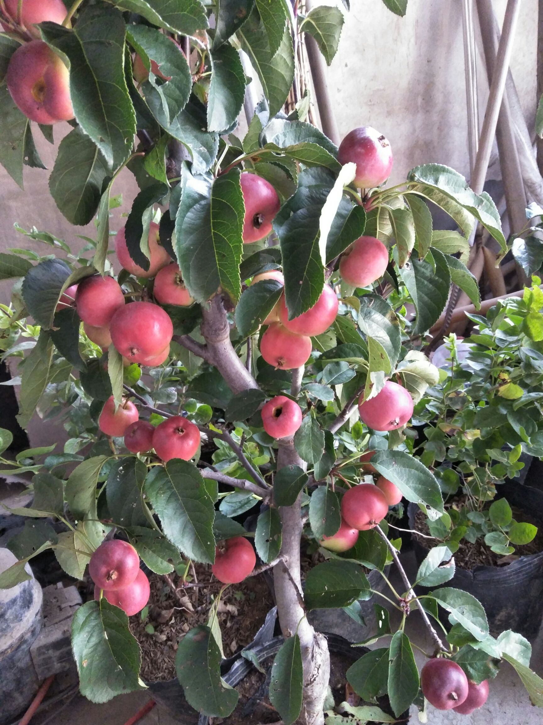 苹果盆栽 贵人果盆景,也叫沙果脆甜可食用.