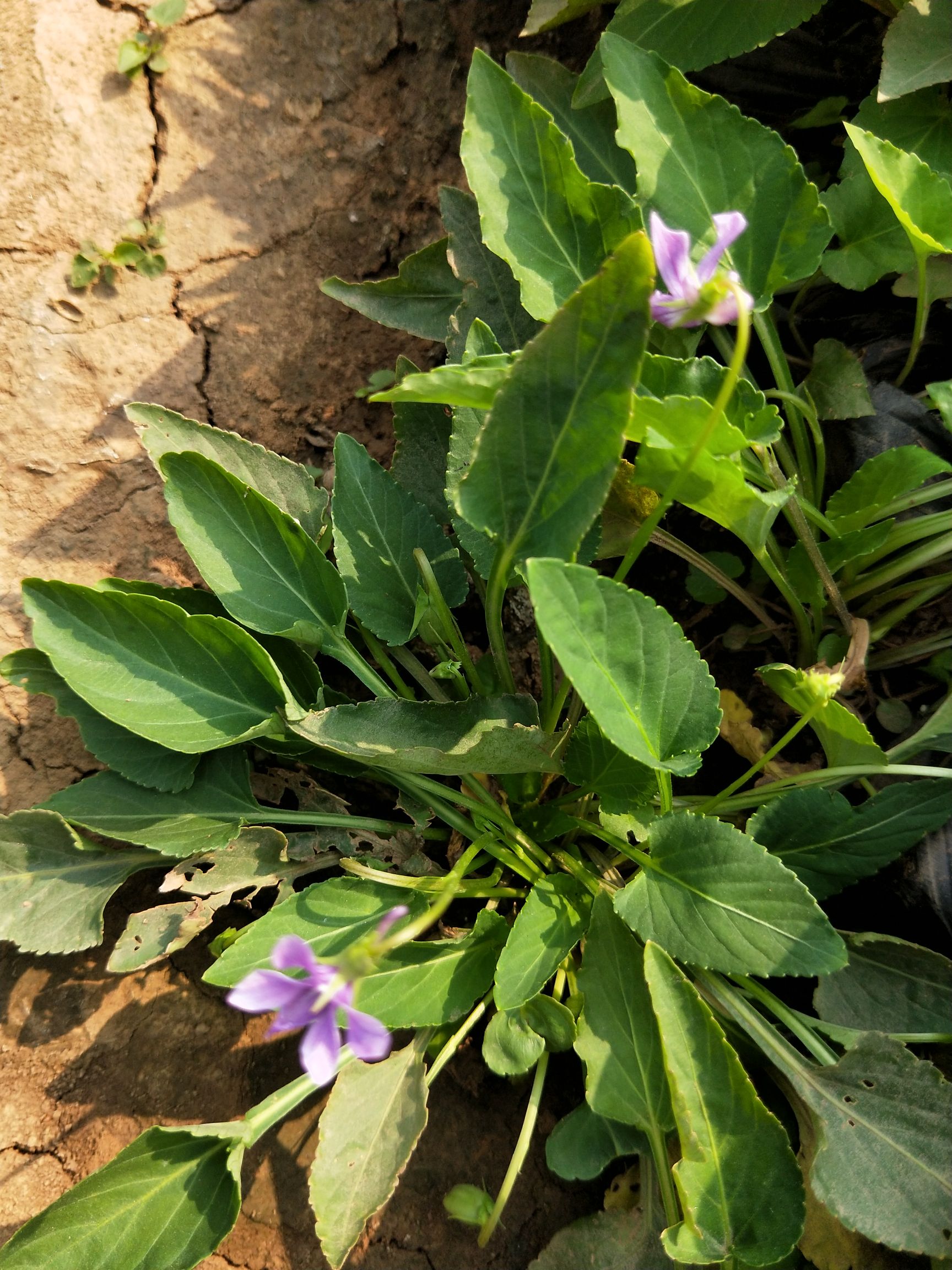 紫花地丁苗