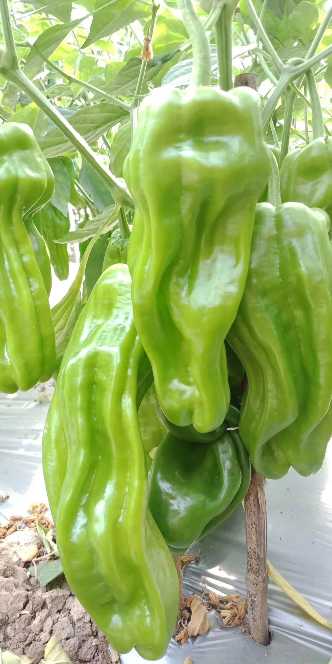 薄皮辣椒种子 大果型芜湖椒