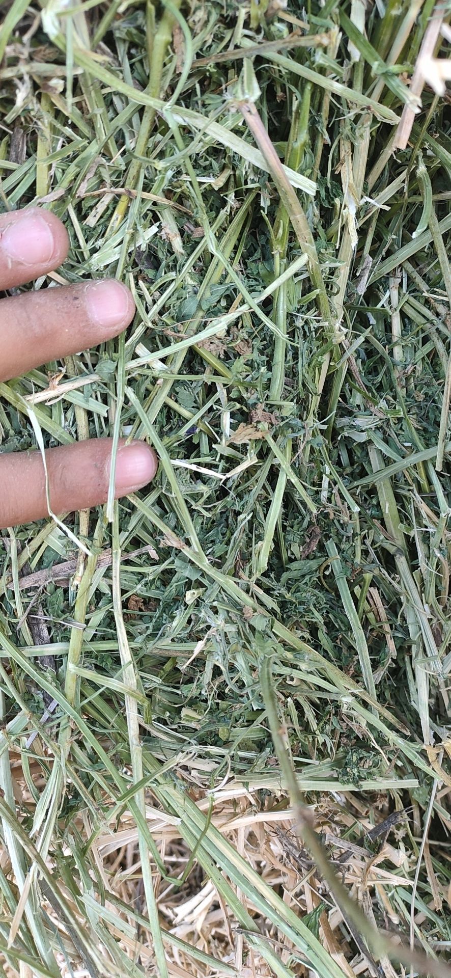 甘肃金昌永昌县 苜蓿草 燕麦草 麦草