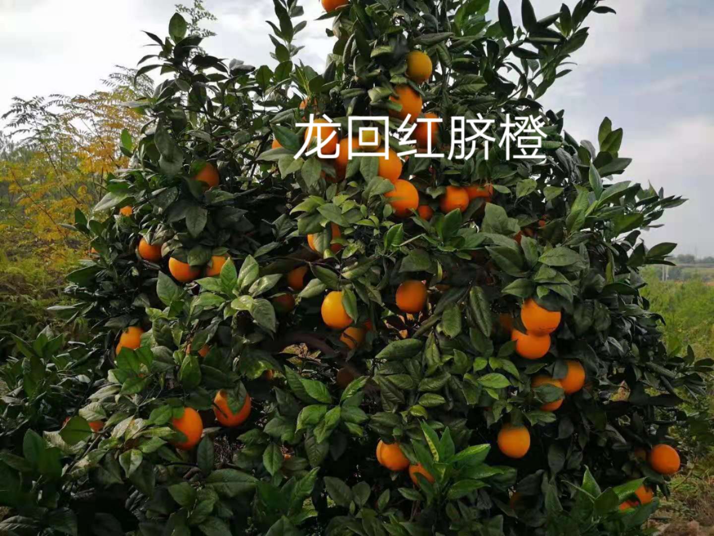 [赣南脐橙苗批发] 脐橙苗龙回红脐橙苗脐橙树苗脐橙苗包邮价格7.