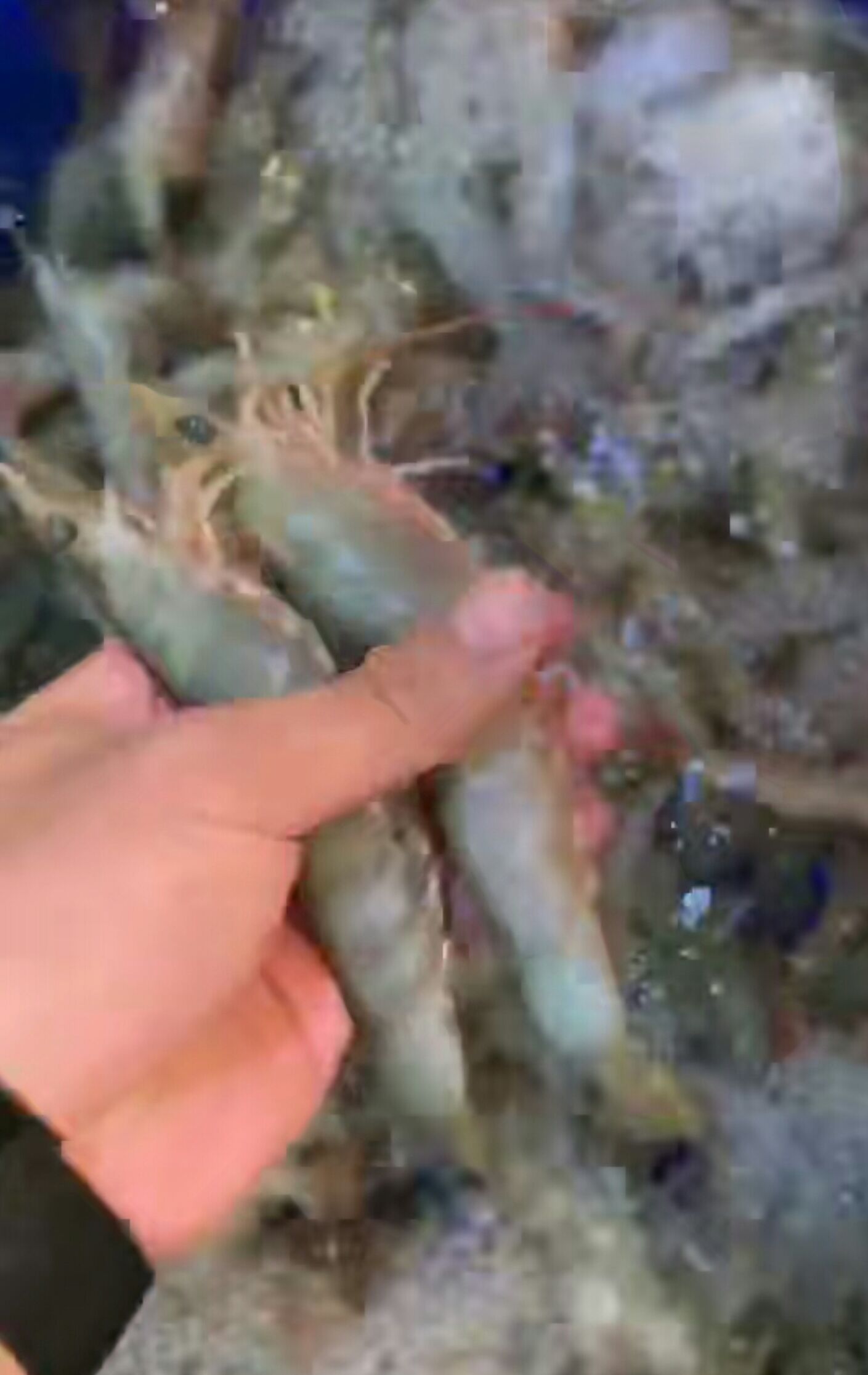 中国龙兰花沙卢虾