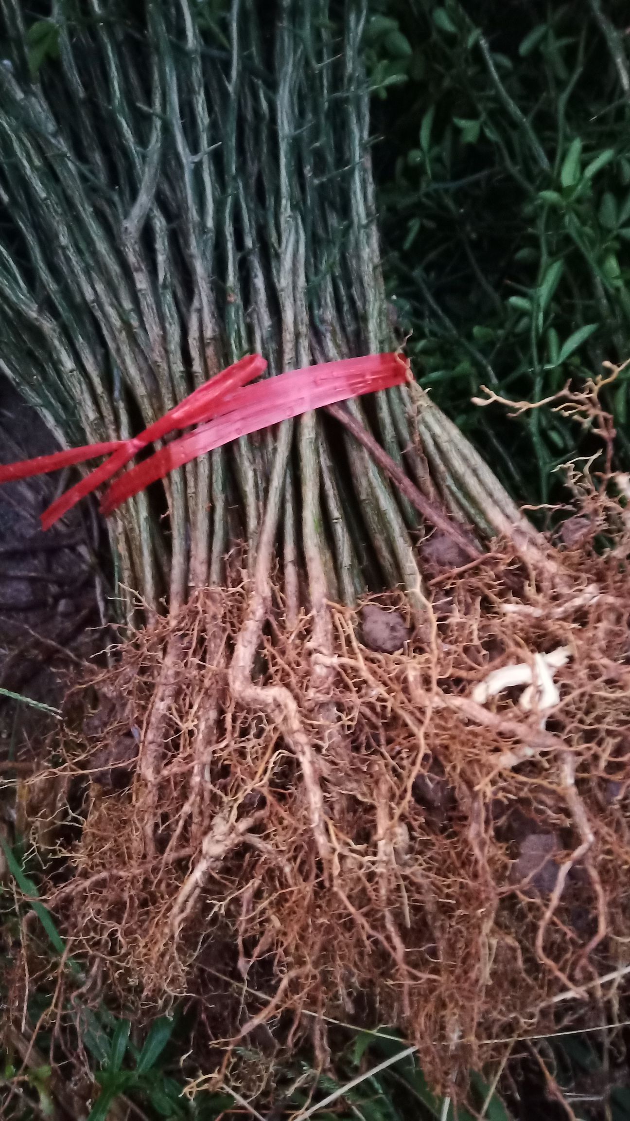 枸橘苗 枸橘芽苗 枸橘大苗 枸橘刺 枸橘砧木 枳壳苗 积壳