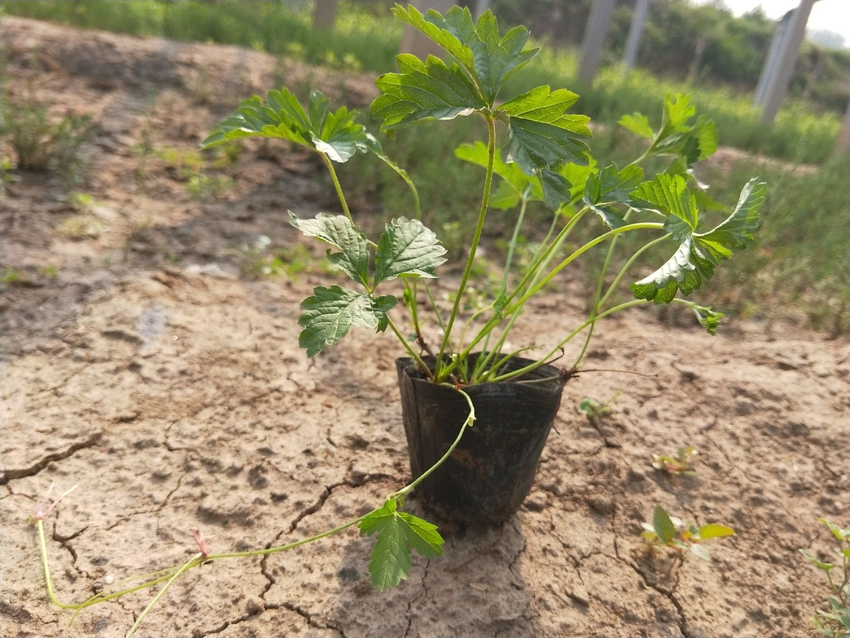 委陵菜种子 委陵菜 三叶委陵菜