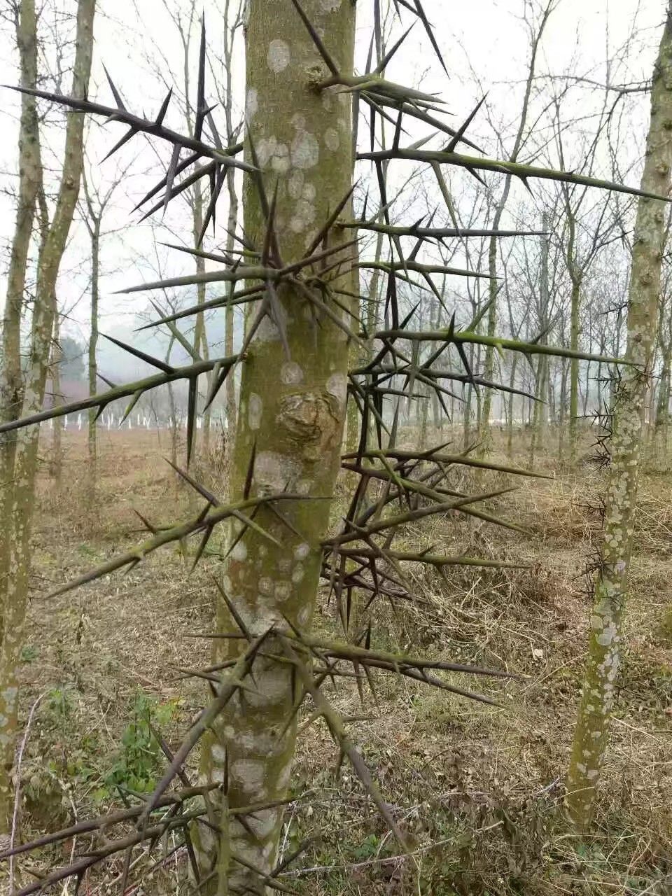 大刺皂角树 我是你正确的选择