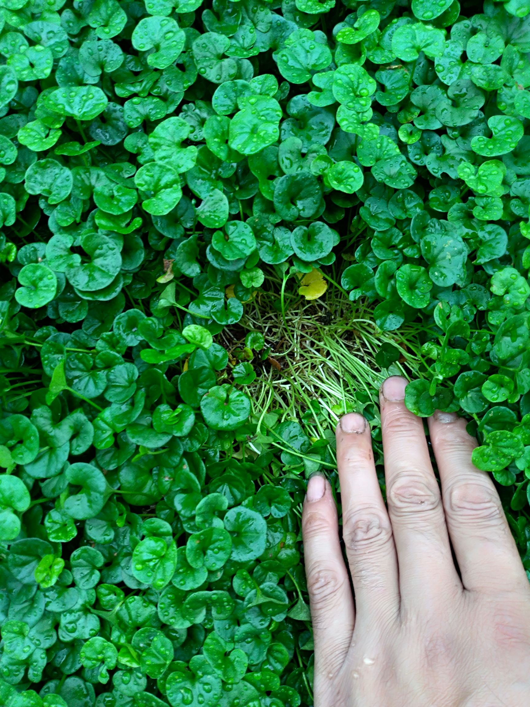 自家种植野生小叶金钱草(晒干的干货)