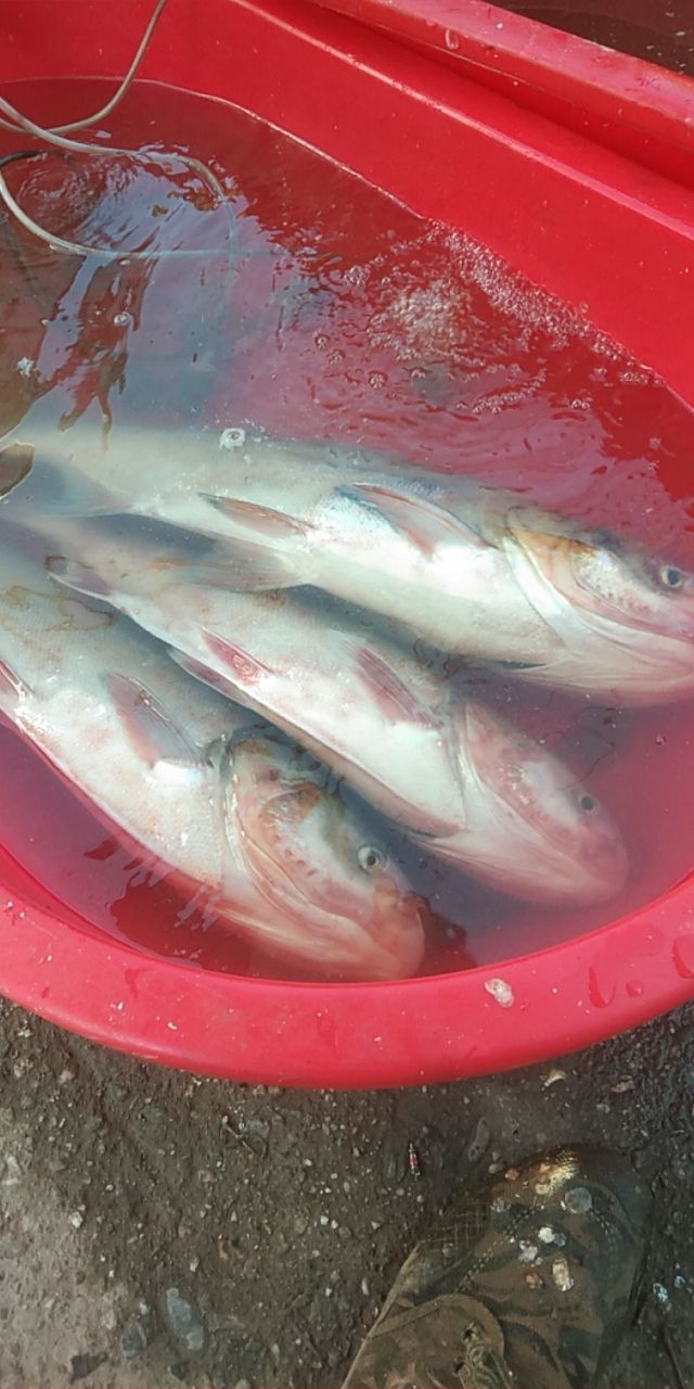 [花白鲢批发]花白鲢 野生,花连,白连价格4元\/斤