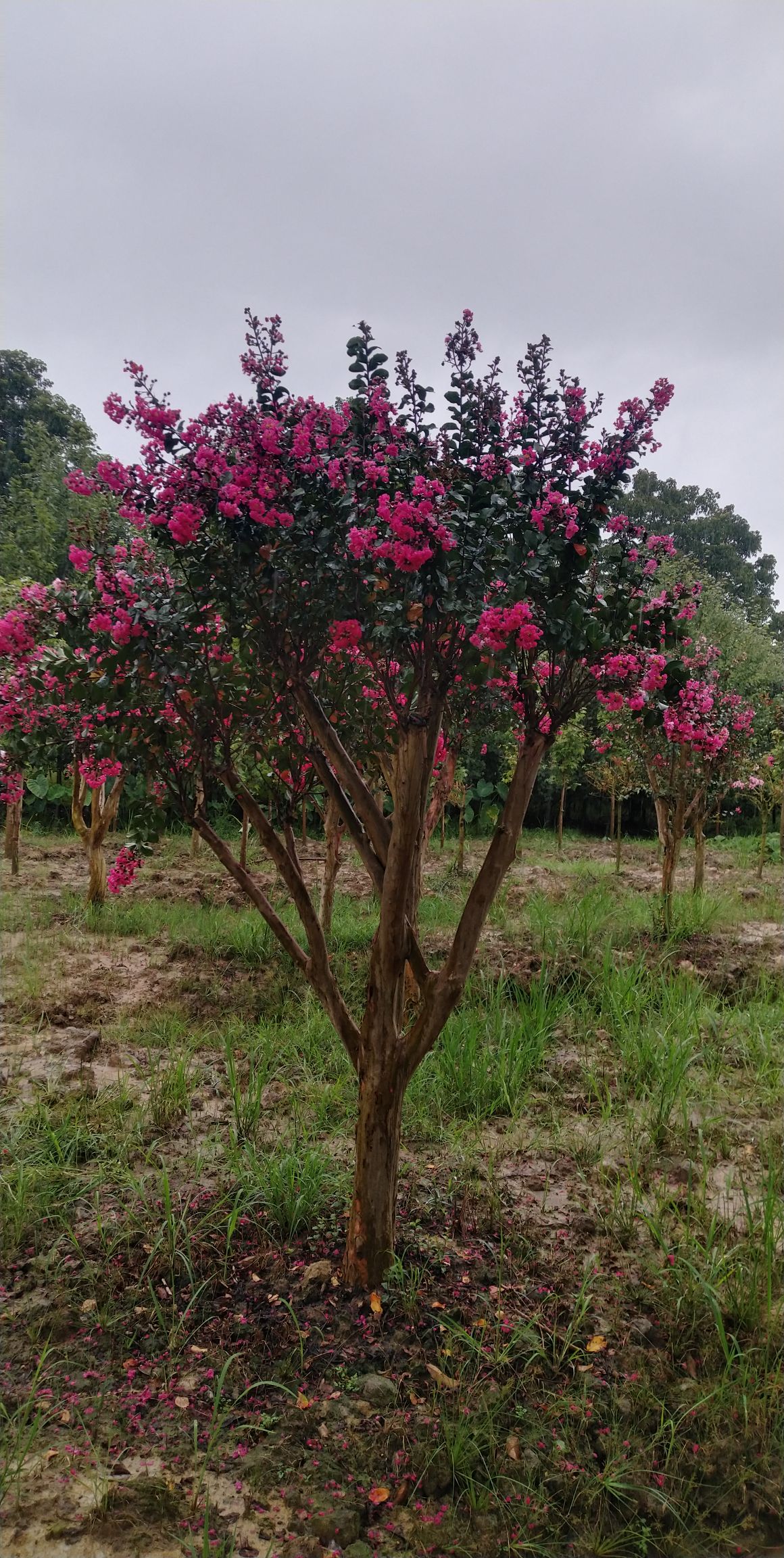 丛生红花紫薇树