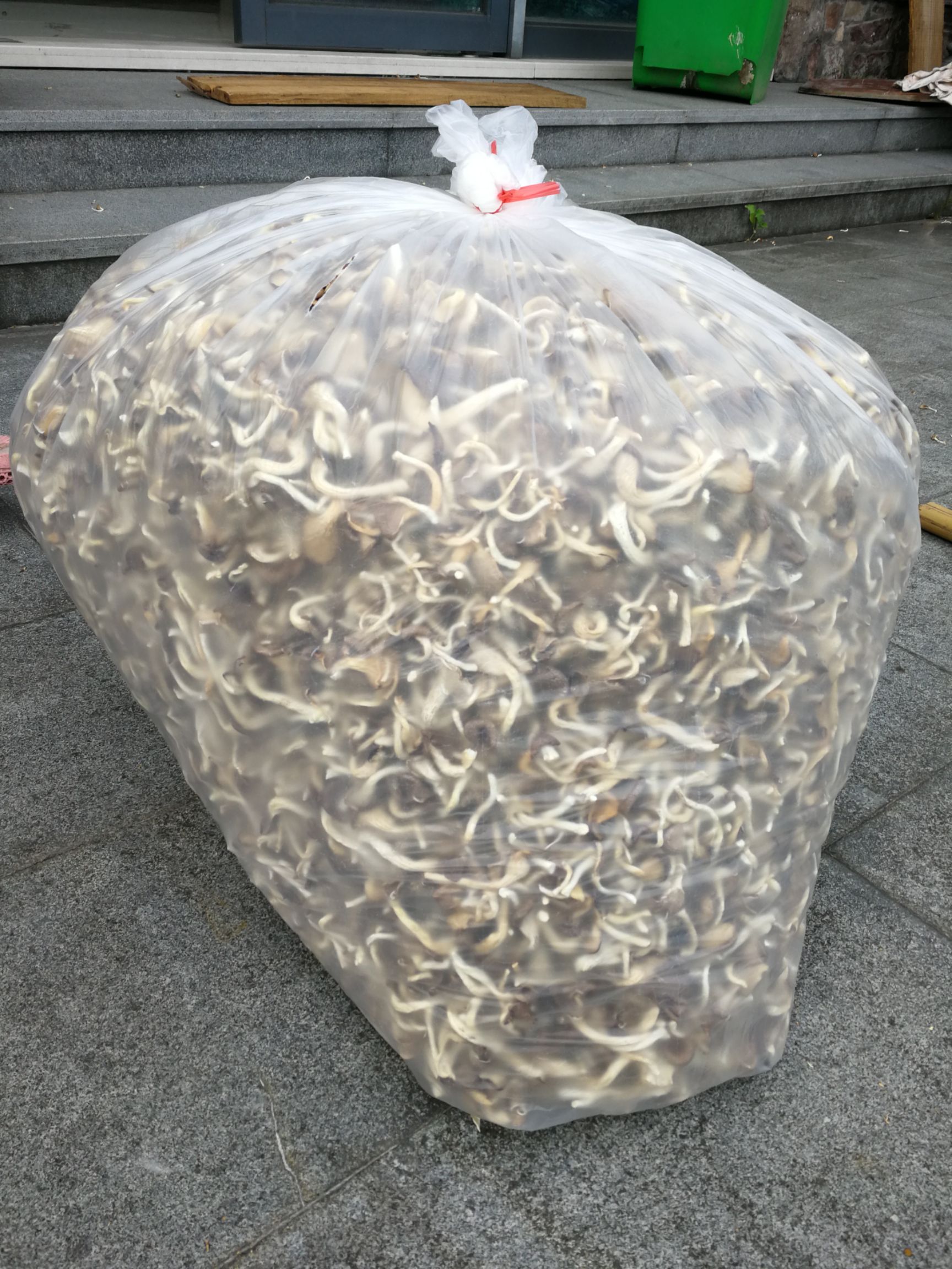 秀珍菇干货