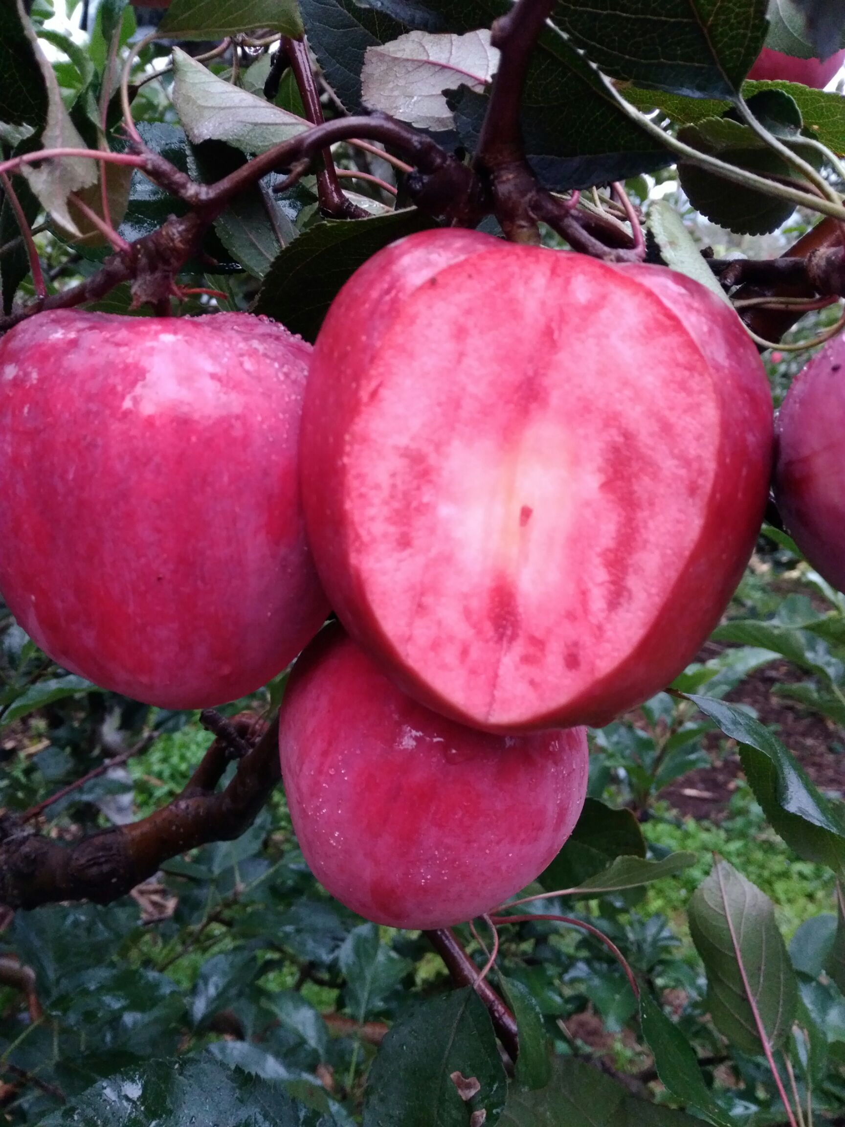 红肉苹果 ,花青素含量高,能美容养颜,强身健体.
