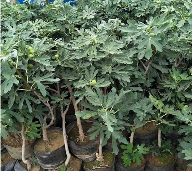 日本紫果无花果苗 自家种植:自产自销