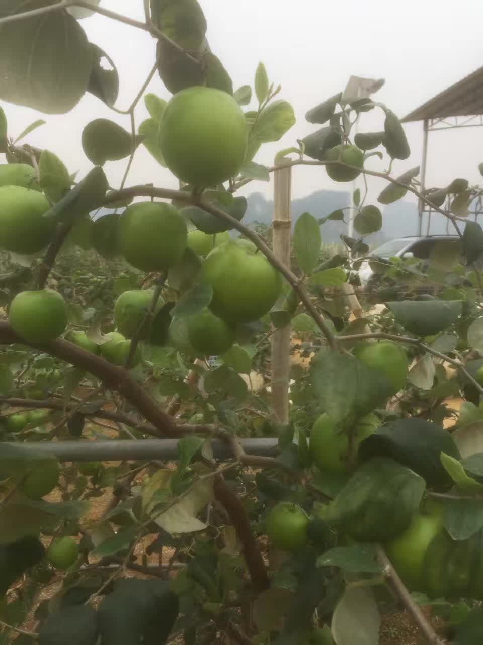 [青枣苗批发]台湾大青枣苗 早晚熟台湾大青枣苹果枣