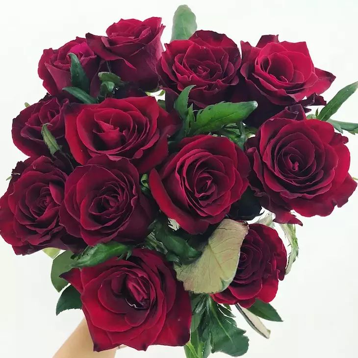 [黑玫瑰批发] 黑玫瑰,黑魔术,支持批发,零售价格0.4元