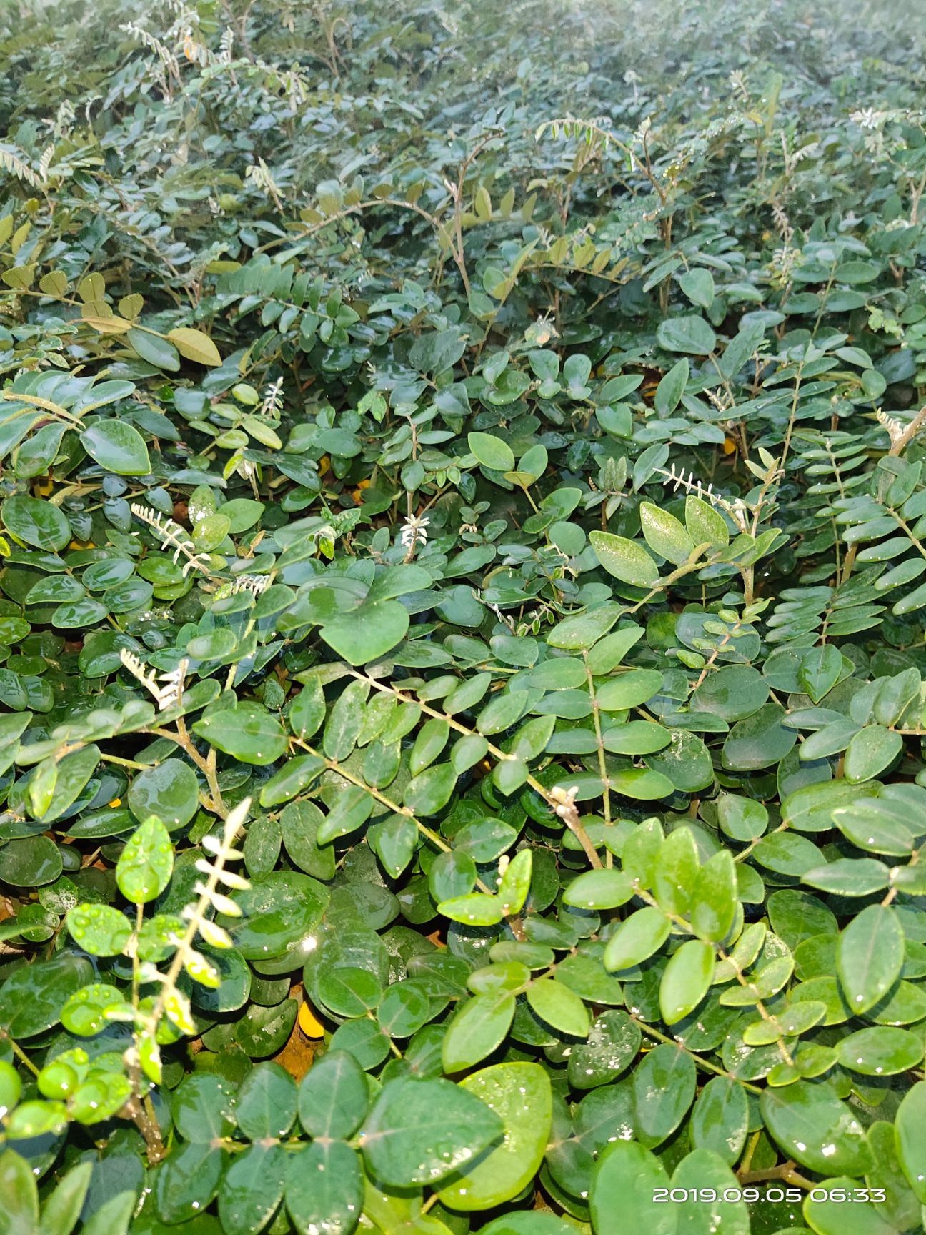 山豆根苗 稀缺中药材广豆根(山豆根)苗