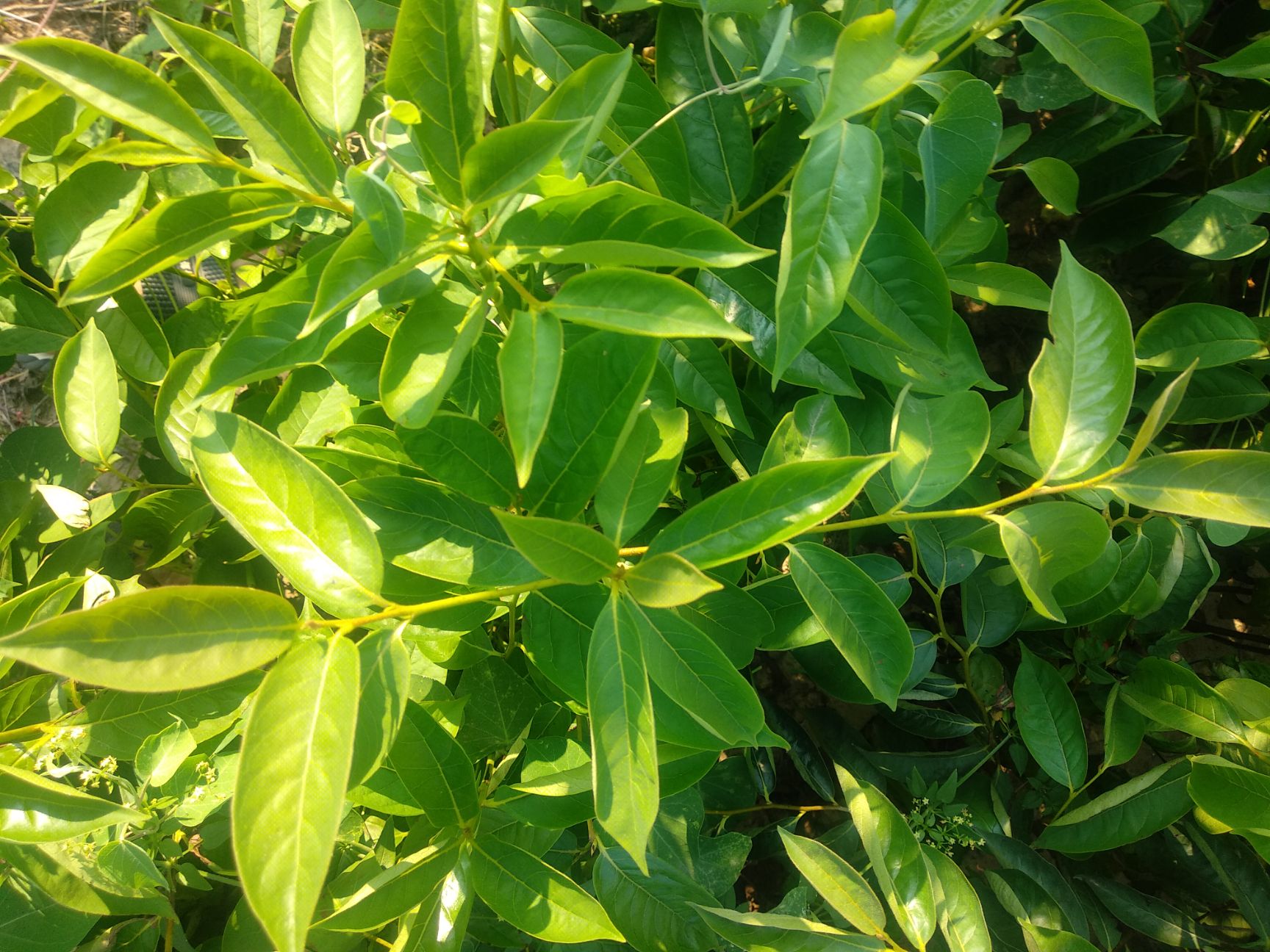 软枣苗,黑枣苗 柿树占木苗君迁子种苗野生柿子苗