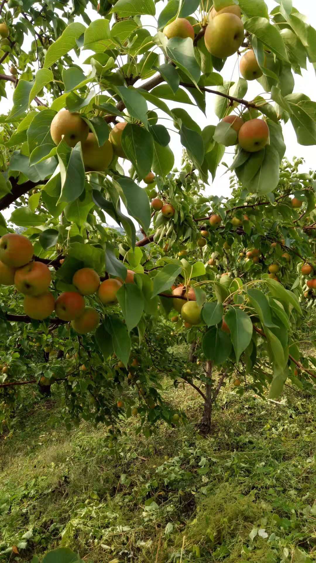 产地直销南果梨量大从优