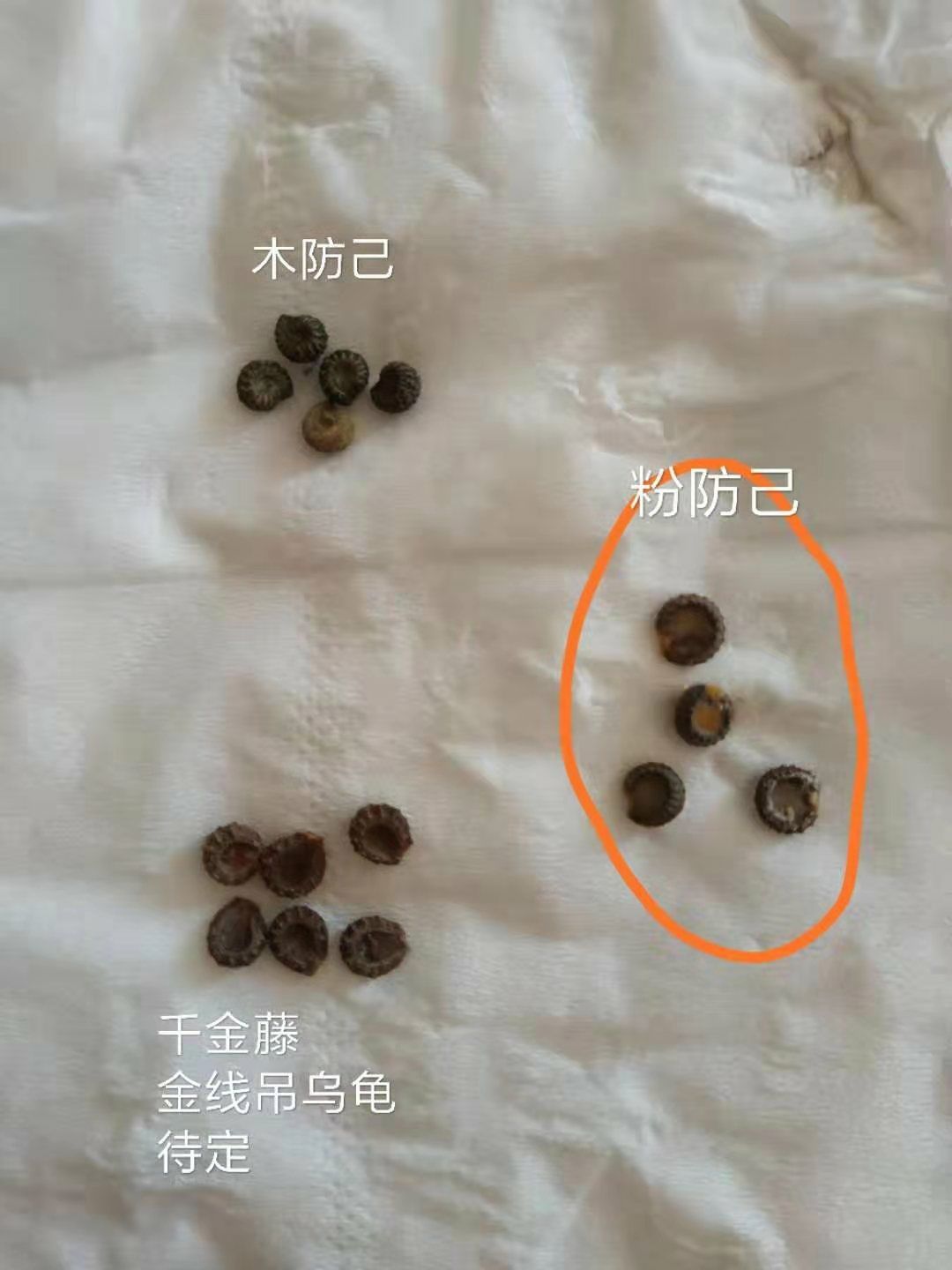 防己种子 江西粉防己净干籽