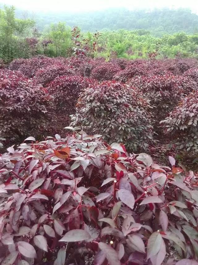 密枝紫叶李10年生密枝红叶李地球地径9至11公分米径120至150公分