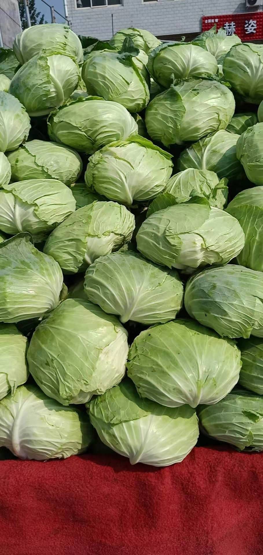 奥奇娜扁包菜 量大包上车 批发商采购商专