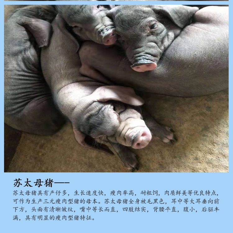 苏太母猪