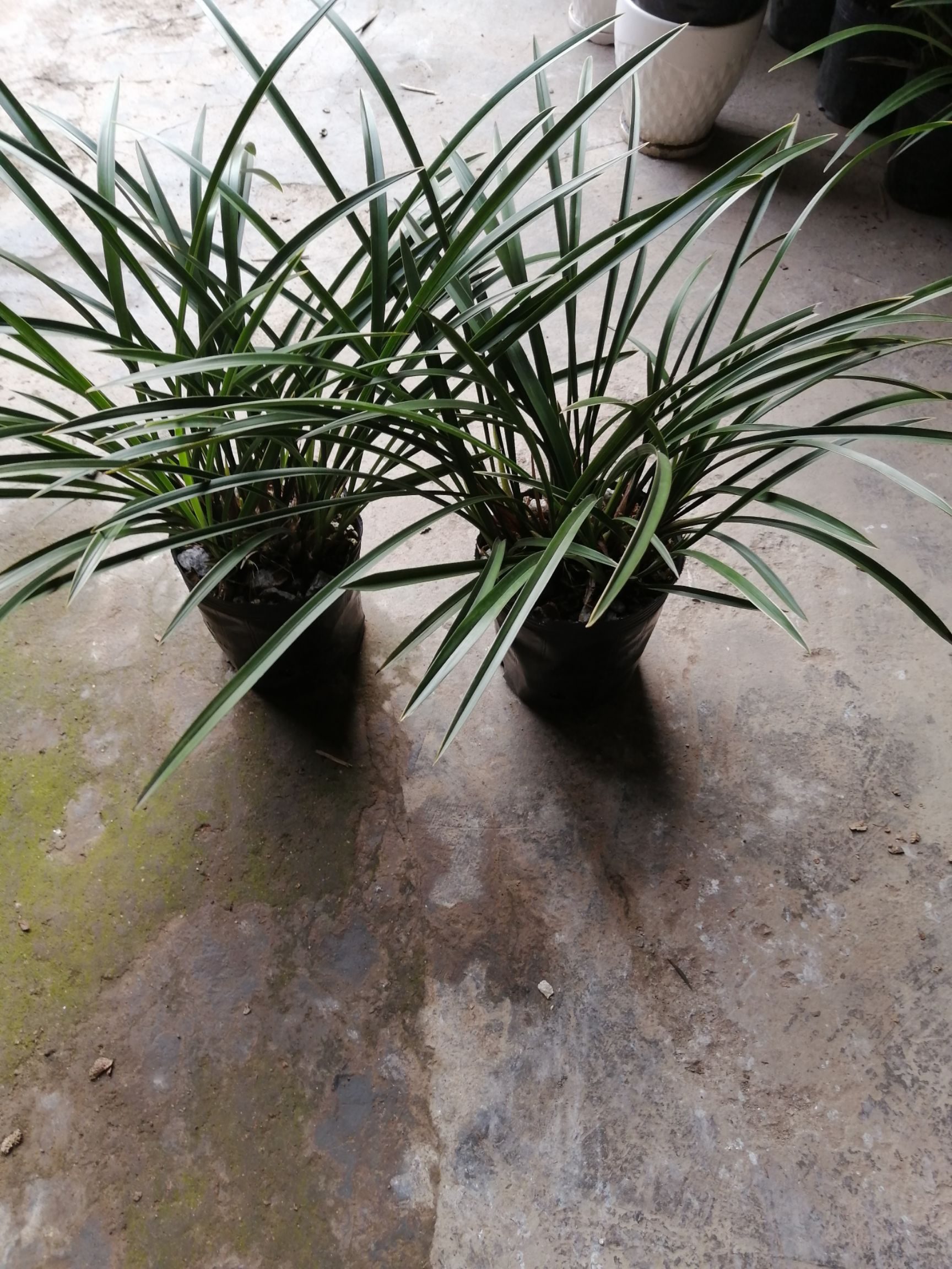 铁骨素兰花 带盆栽好