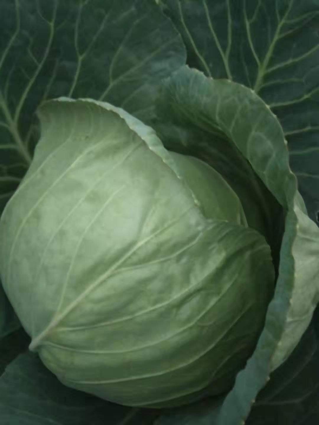 莲花白包菜 精品花白