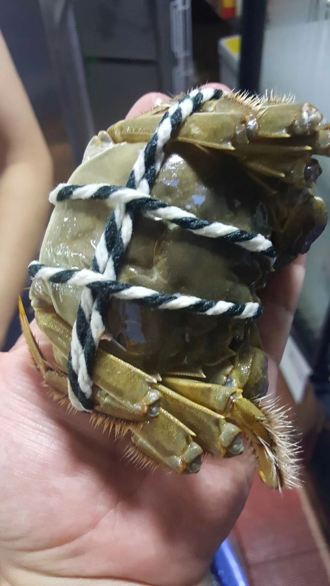 金湖本地大闸蟹,阳澄湖的品质,真实试吃图片,诚信为本.