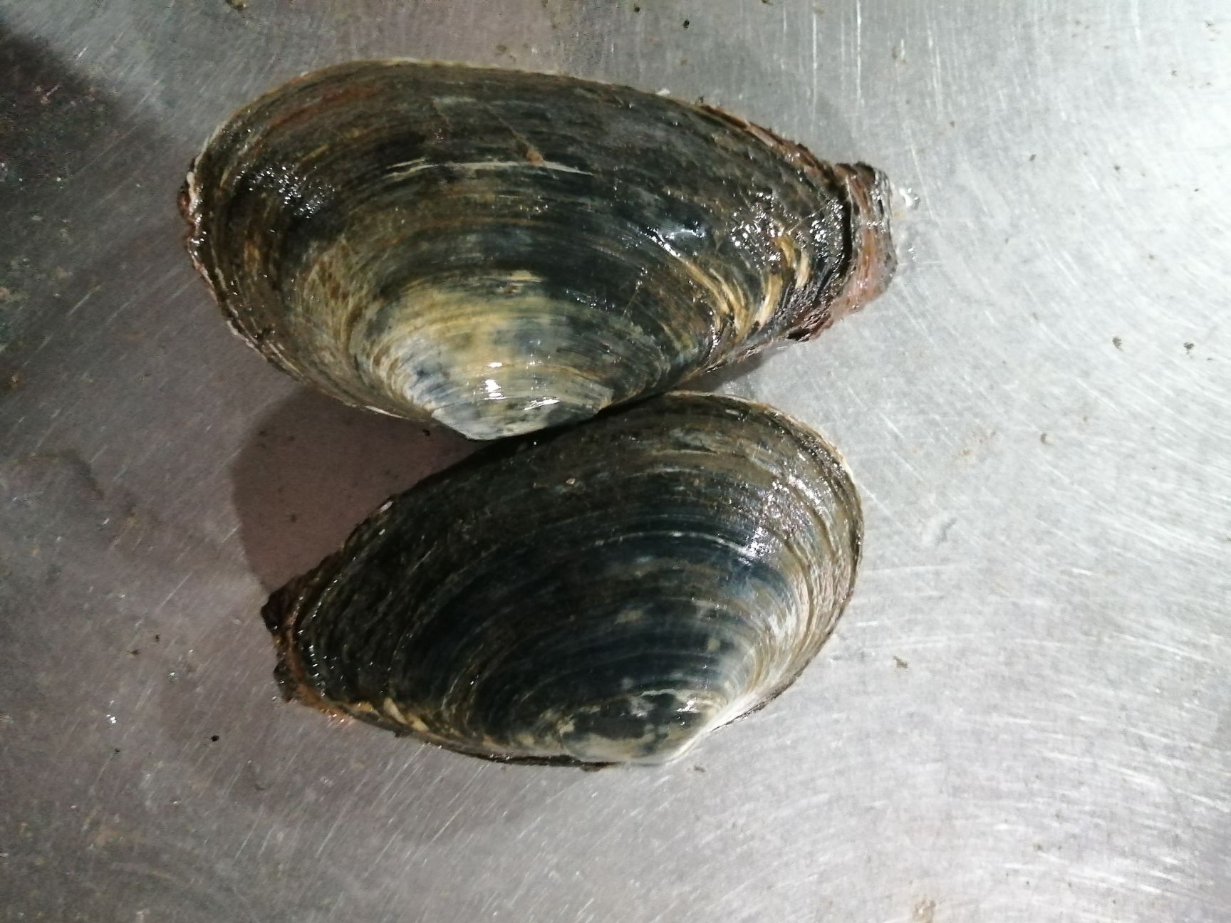兰花蚌 黑耳贝,小蚌,鲜活批发