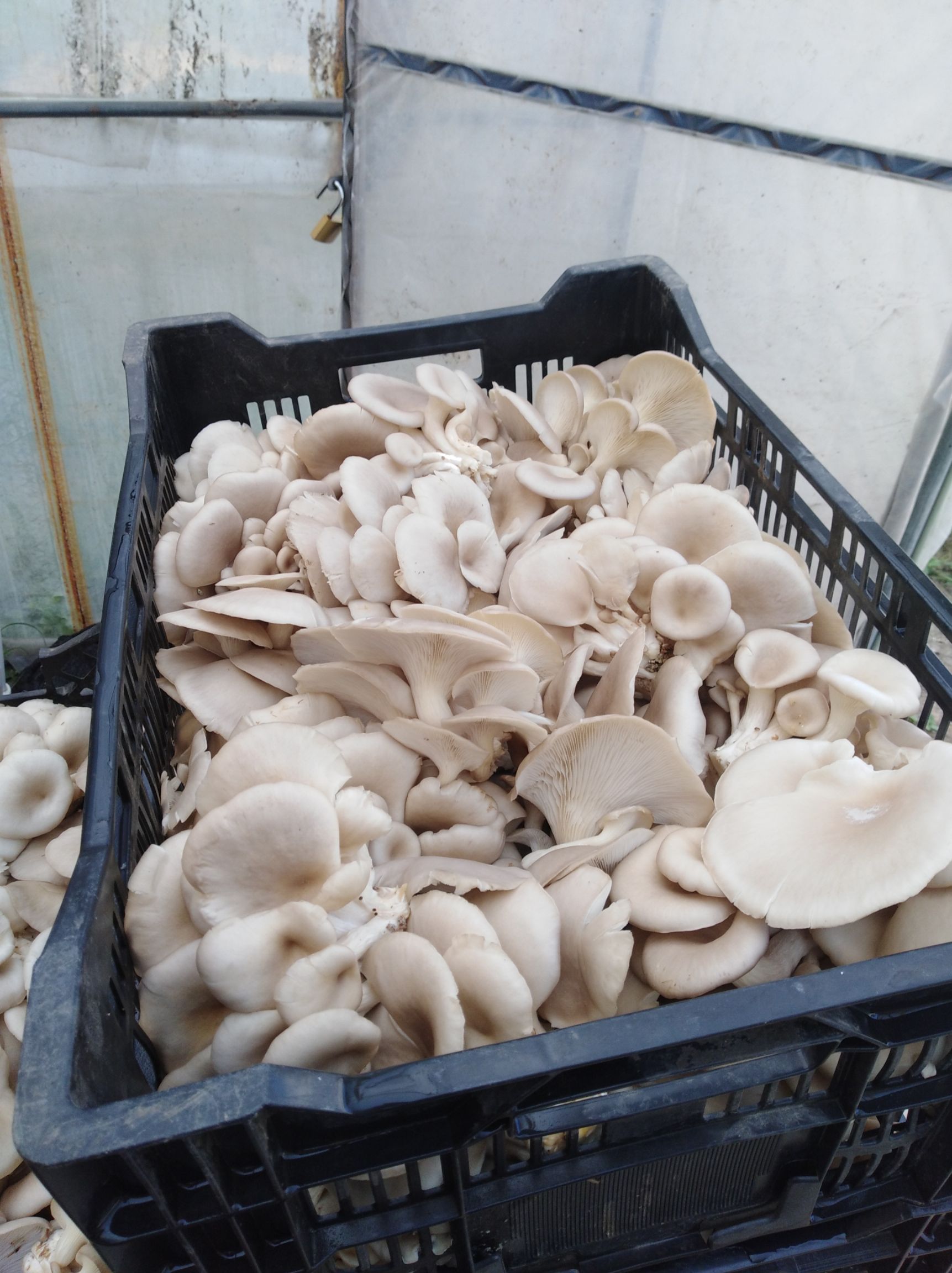 平菇,姬菇大量鲜货上市价格优惠