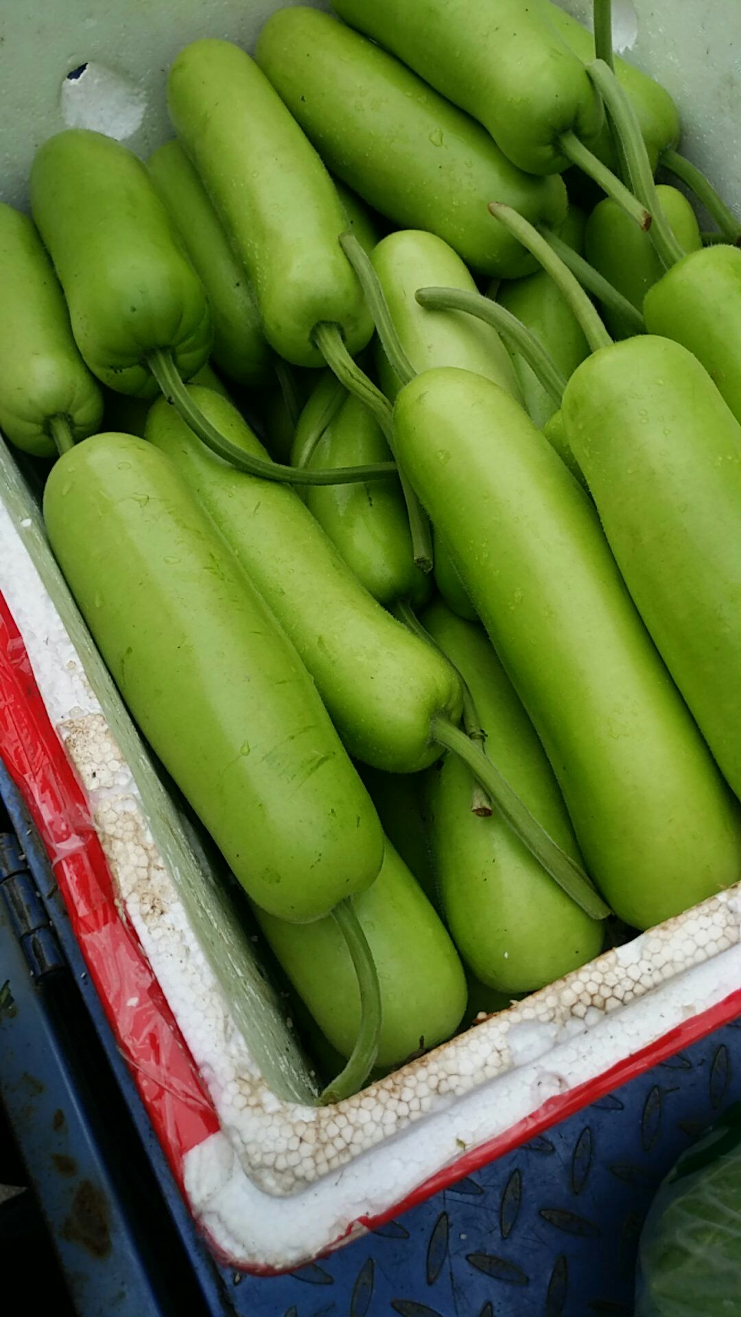 瓠瓜 蒲瓜(付瓜)