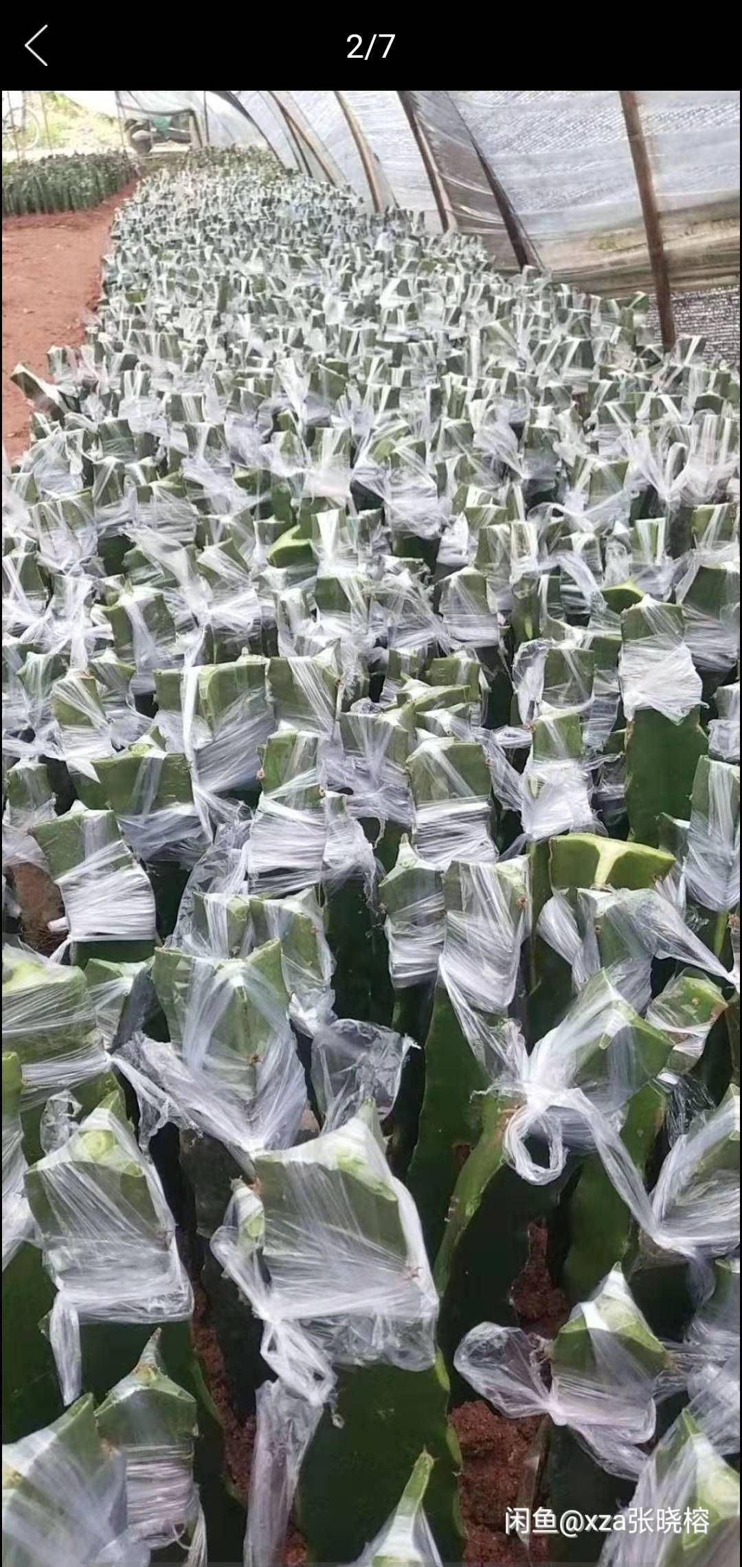 燕窝火龙果苗 燕窝火龙果枝条