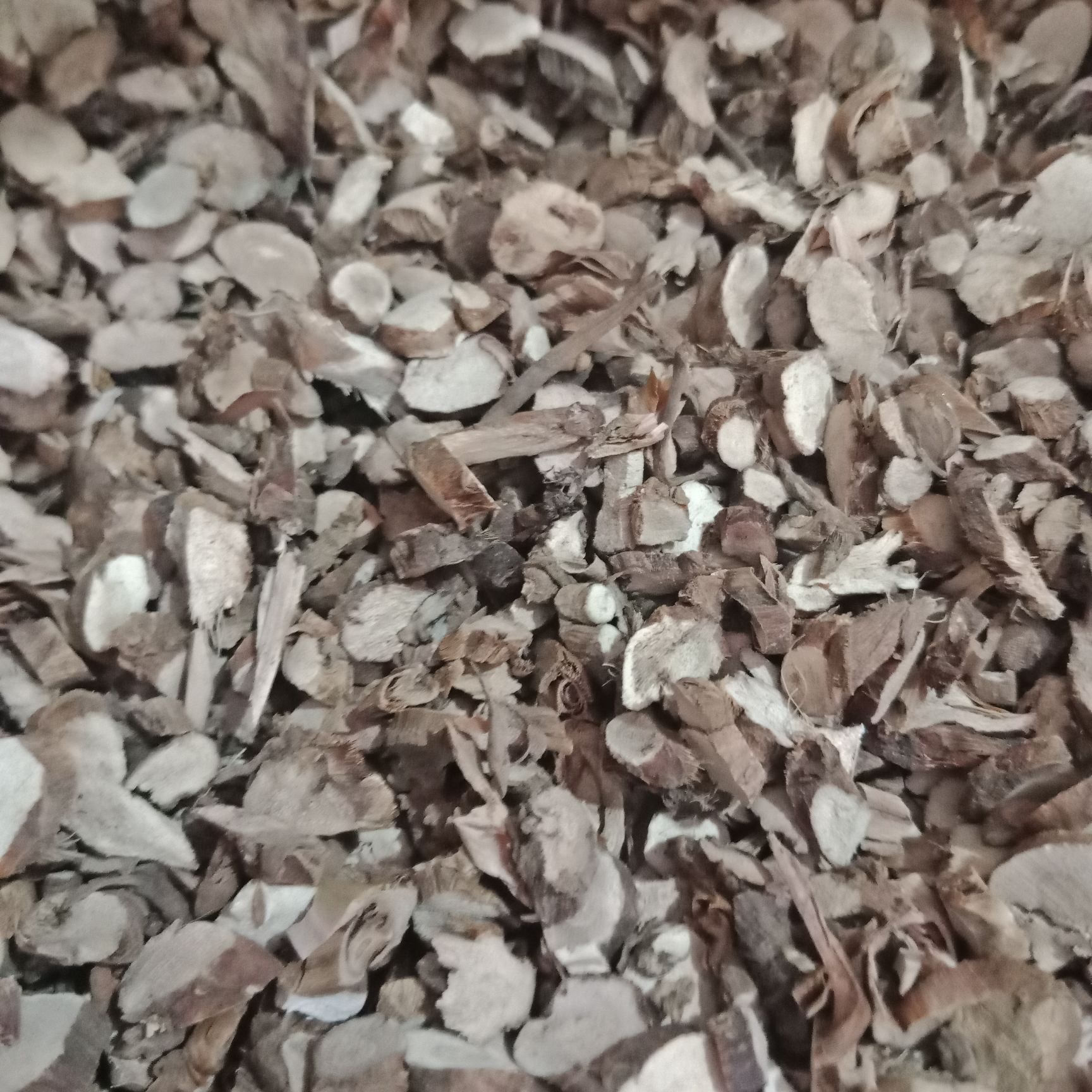 供应大厅  苗木花草  菖蒲  石菖蒲味辛,苦,性温,归心,胃经,具有开胃