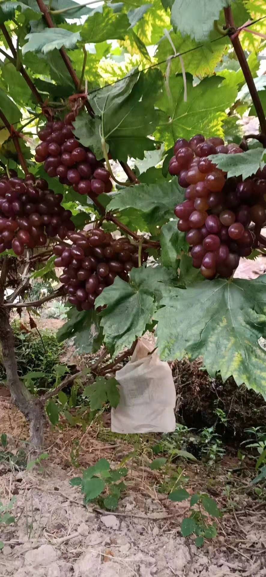 黑提 大山里刚成熟的温克提子