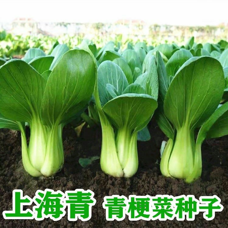 上海青种子 小白菜种子 生长快速 耐热耐寒 纤维少 口感好