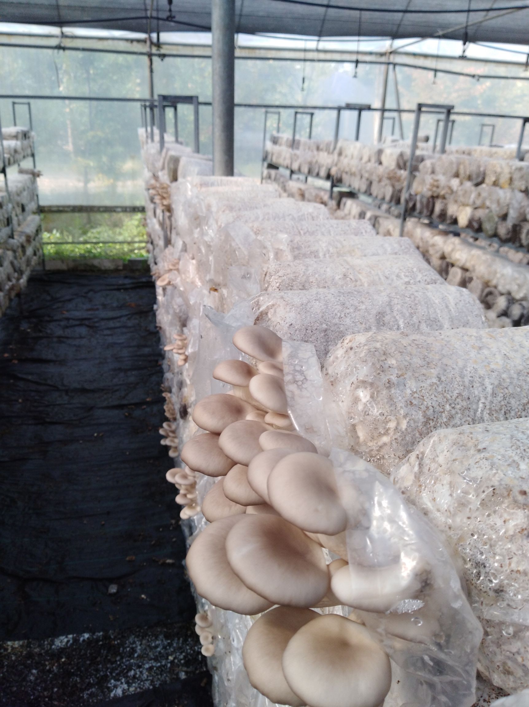 平菇,姬菇大量鲜货上市价格优惠
