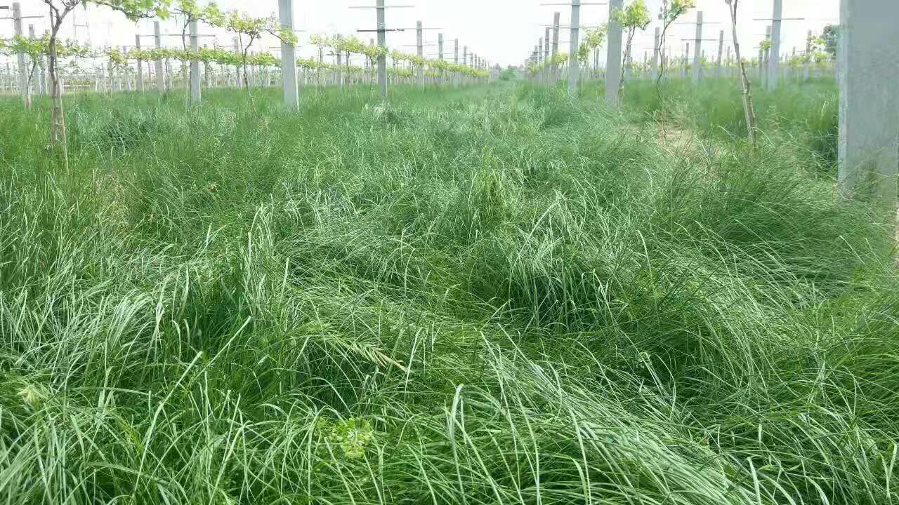 鼠茅草种子 果园绿肥草,有效解决果园杂草,给土壤提供充足养分
