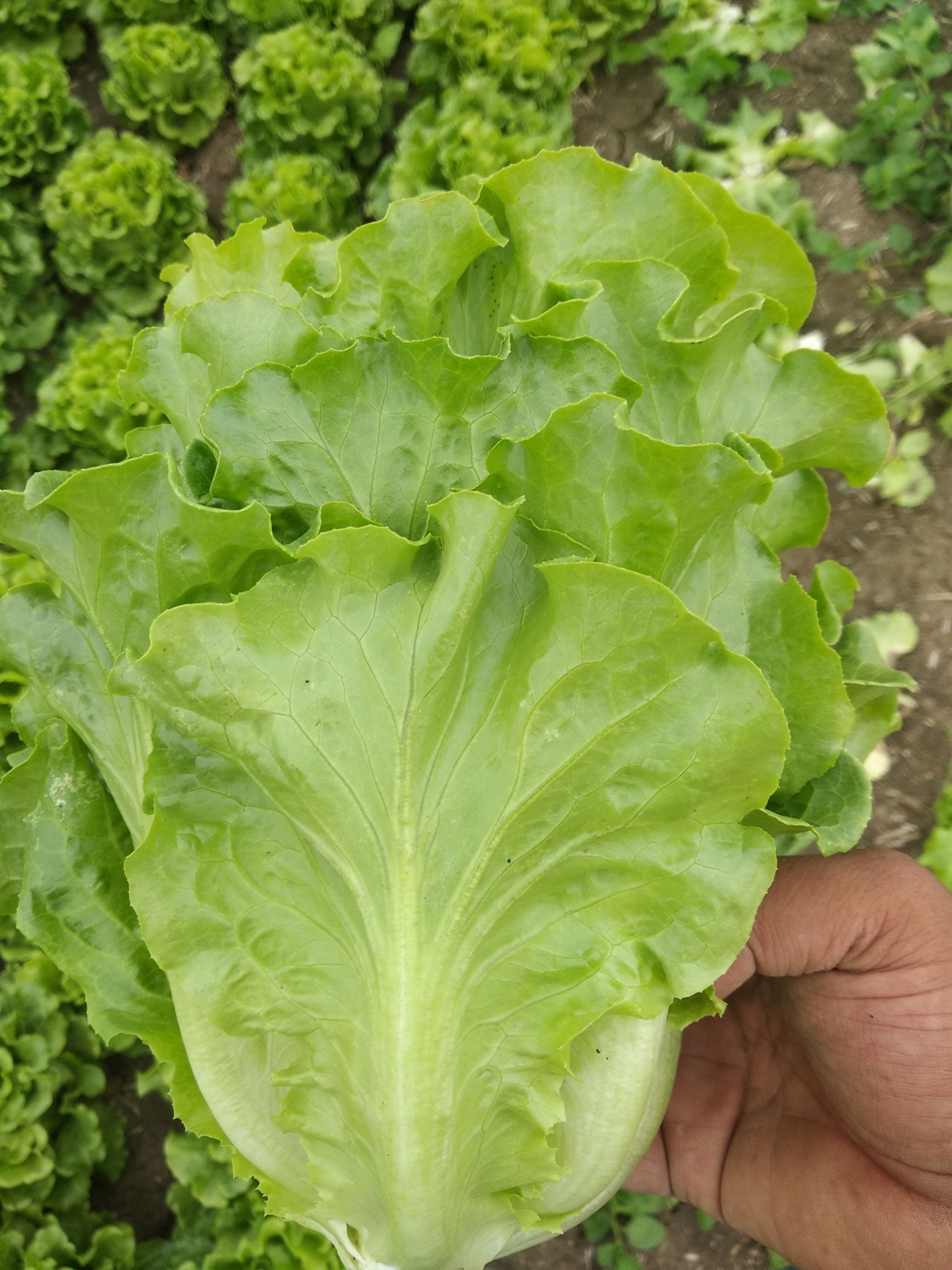 [意大利生菜批发] 优质生菜持续供应中价格0.8元/斤