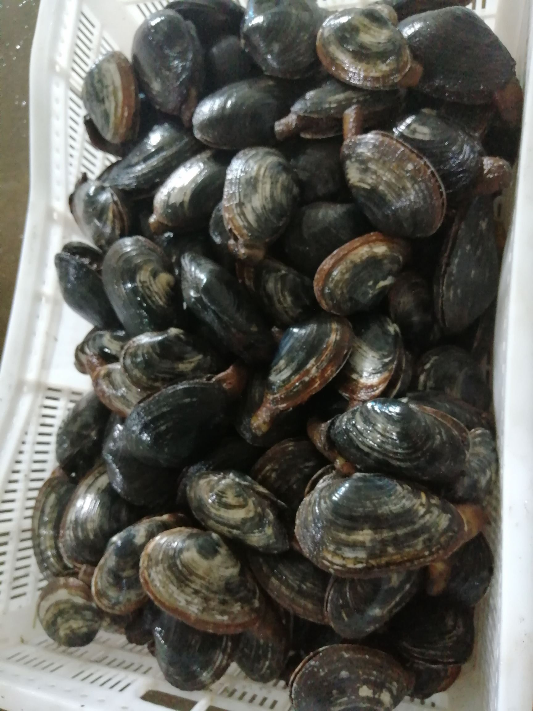 兰花蚌 黑耳贝,小蚌,鲜活批发