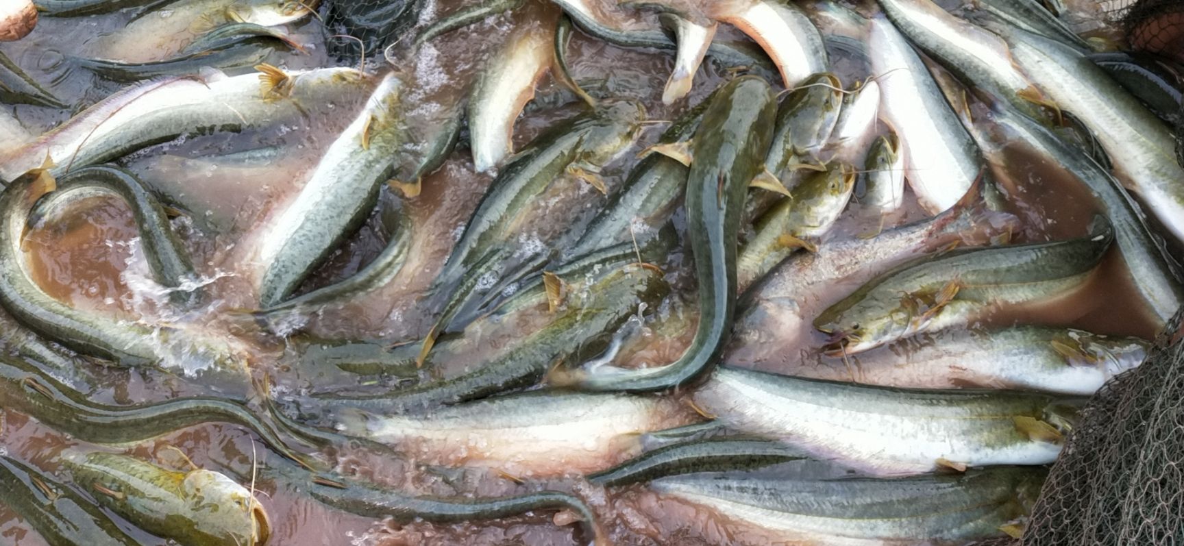 大口鲶鱼3一8斤纯饲料大口鲶黄色无油长期有货