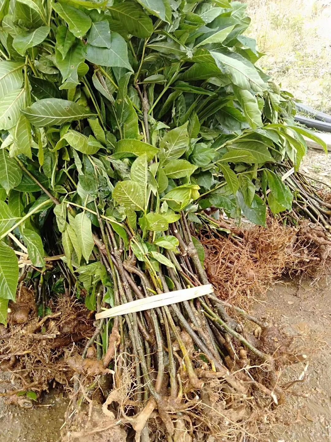 吴茱萸苗江西正宗樟树中花吴茱萸根生苗