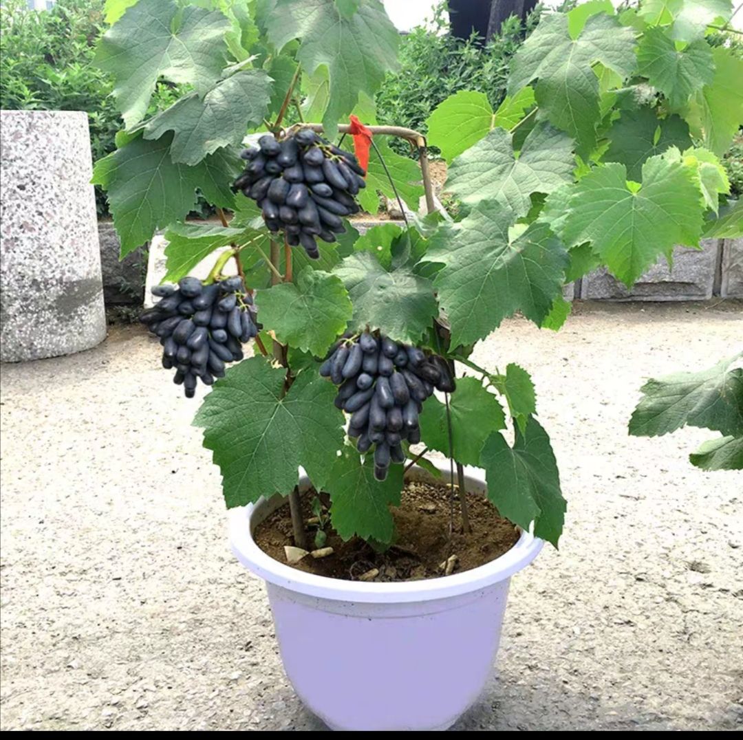 蓝宝石葡萄苗