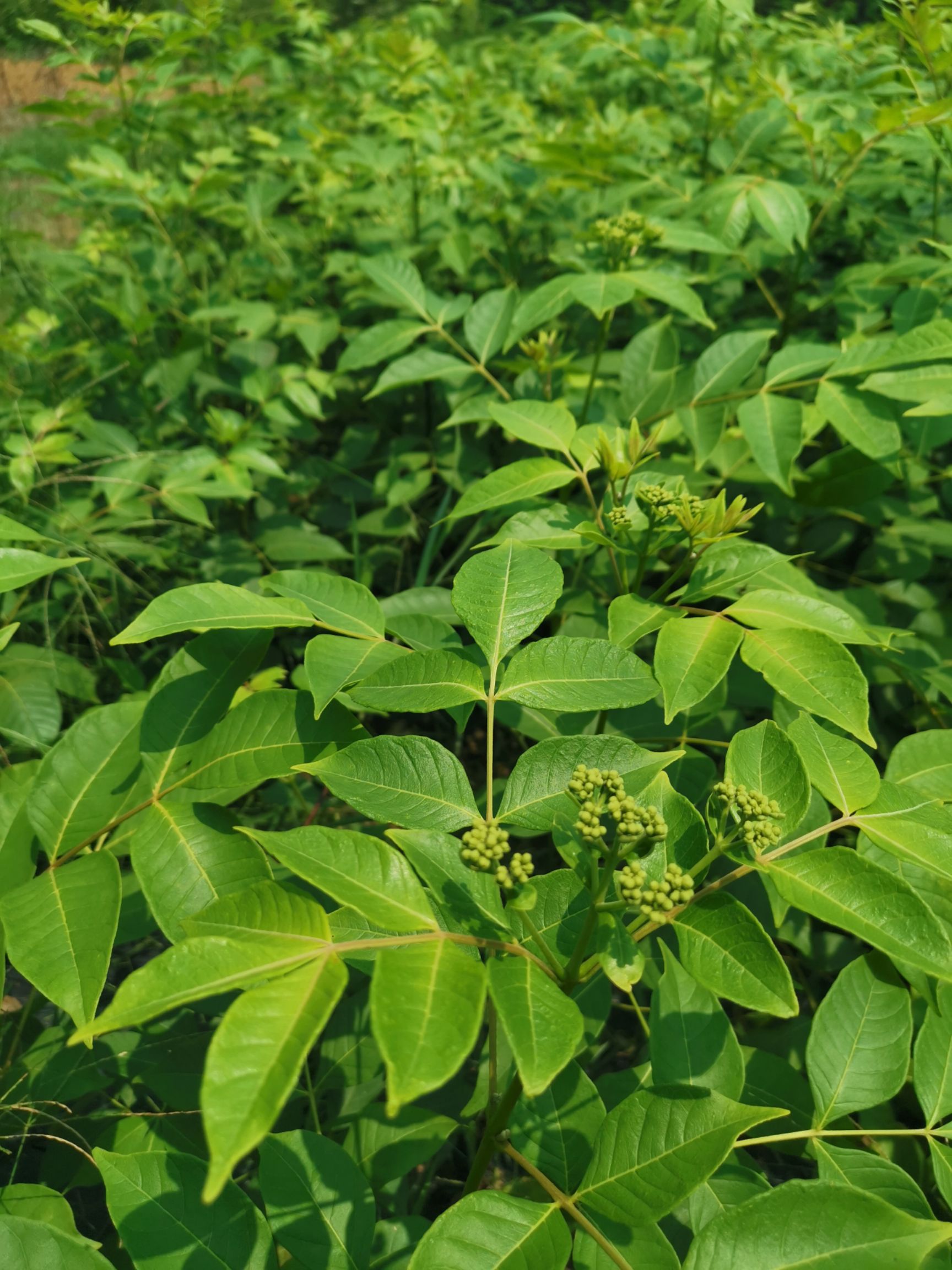 8米以上,正宗中花吴茱萸扦插苗